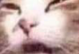 kitties